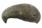 Fossil Whale Ear Bone - Miocene #95734-1